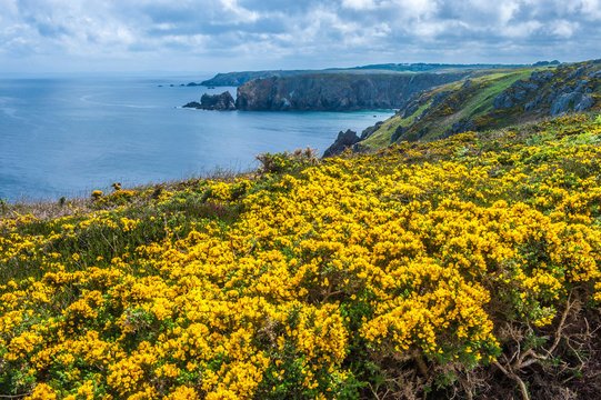 France, Brittany, Pointe du Van, carpet of ulex by the ocean