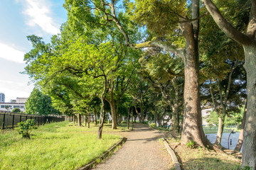 Obraz premium 青山公園