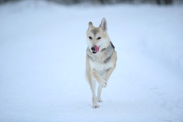 Stray dog that lives on the street. Mongrel in the snow