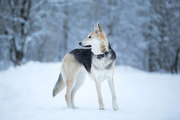 Cute mixed breed dog outside. Mongrel in the snow