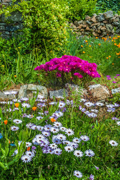 France, Brittany, Nevez, "Pays des pierres debout" (Land of the standing stones), flowery garden in the Kercanic village
