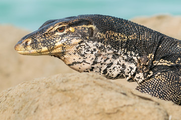 Water monitor lizard on rocky shore, Turtle Island