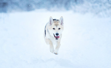 Stray dog that lives on the street. Mongrel in the snow
