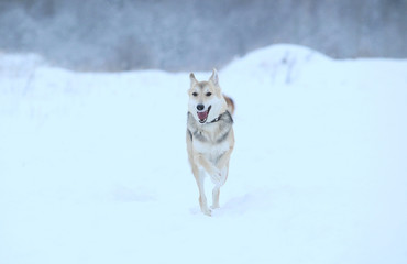 Stray dog that lives on the street. Mongrel in the snow