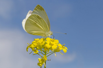 white cabbage butterfly sitting on yellow flower against blue sky