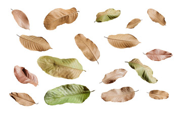 Autumn falling leaves,isolated on white background.