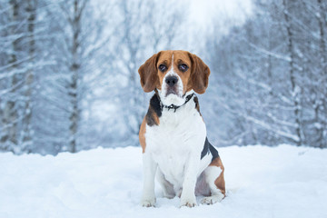 Portrait of a Beagle dog in winter, cloudy day