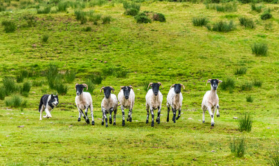 Republic of Ireland, County Kerry, Iveragh Paninsula, training of a herding dog (Border Collie), Suffolk sheeps