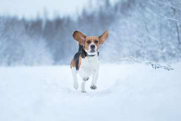 Happy beagle dog running at field in winter