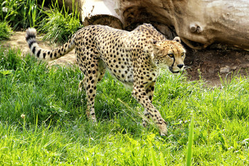 Cheetah running in the grass by fallen tree