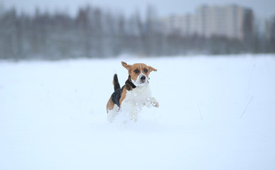 Happy beagle dog running at field in winter