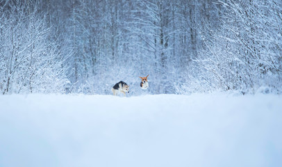 Two dogs walking on winter meadow in snow