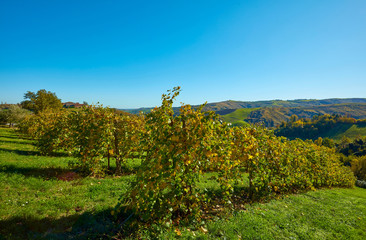 Fototapeta na wymiar autumn landscape in the countryside of Castelvetro, vineyards of Lambrusco Grasparossa and Pignoletto, Modena, Italy