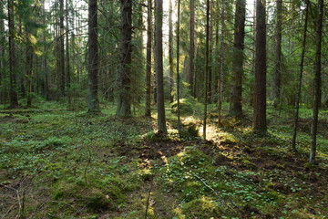 Obraz premium tall branching spruce forest in the morning summer sunlight