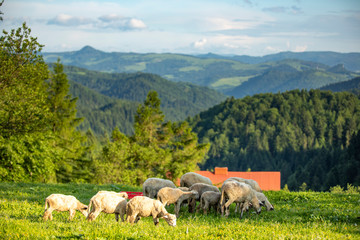 Beskid Sądecki - Góry Karpaty © BARONPHOTOGRAPHY.EU