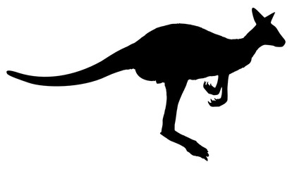 Vector illustration of kangaroo silhouette isolated on white background. High detailed full editable illustration.