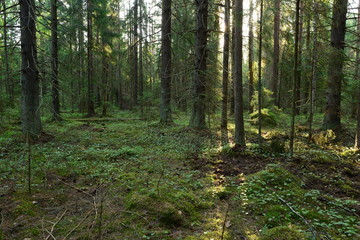 Fototapeta na wymiar Rays of sunlight in a magnificent coniferous forest glide along the ground between fir trees