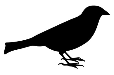 High quality vector illustration of a little bird silhouette isolated on white background. Full editable eps file available.