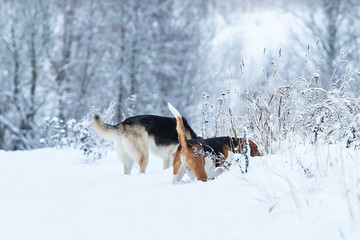Two dogs walking on winter meadow in snow