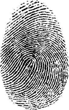 High quality illustration of human fingerprint isolated on white background - file available in vector (eps) and jpg.