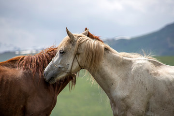 Two horses close up standing head to head on a background of green hills. Traveling in Kyrgyzstan