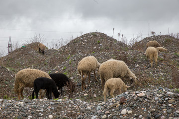 Freilaufende Schafe auf dem Lande in Albanien.