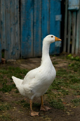  white goose stands in a farmyard