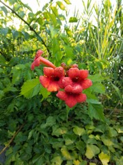 red flower in garden