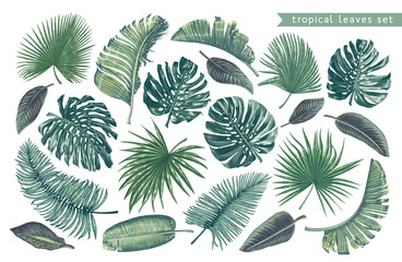 Fototapeta na wymiar Set of tropical leaves for your design, posters, cards, prints for clothing, wallpaper, wrapping paper, wedding invitation, patterns, wallpapers, fabric. Exotic, isolated plants with high details.