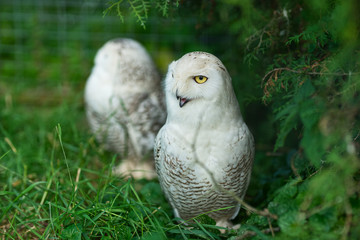 Two white polar owls in green thickets