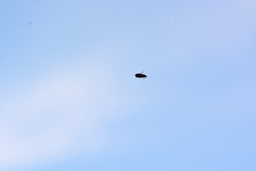 Flying fly