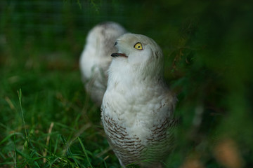 Two white polar owls in green thickets