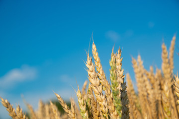 Fototapeta premium Field of wheat on a sunny day