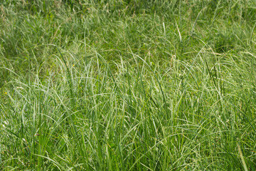 meadow with high green grass