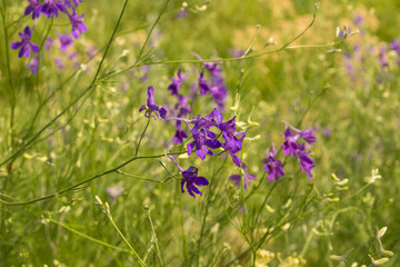 Consolida regalis in the meadow