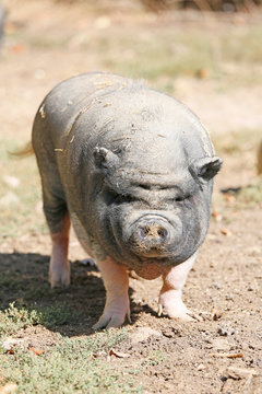Bourgogne. Yonne. Region of Boutissaint. Close-up of a Vietnamese breeding pig.