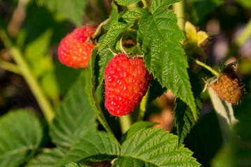 red raspberry berries on a bush