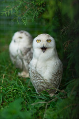 Two white polar owls in green thickets