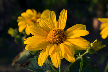 Yellow daisy in the garden