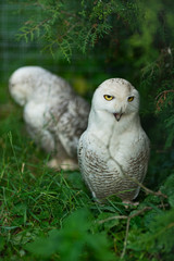 Fototapeta premium Two white polar owls in green thickets