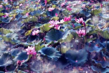 Obraz na płótnie Canvas Blooming lotus fields, smoke on the water 