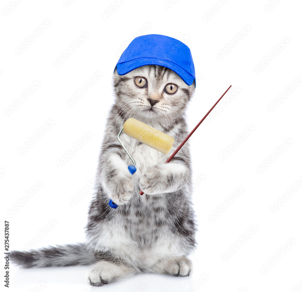 Poster Kitten in blue cap with paint roller pointing away on empty space. isolated on white background
