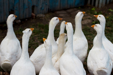 group of canada geese