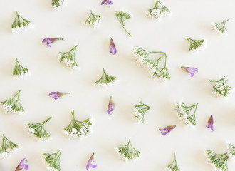 The flowers Elderberry and sage flowers isolated on white background . Healthy concept.Flat lay.