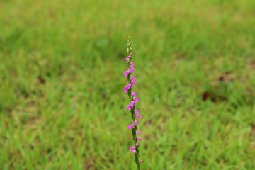 風景　初夏　花　ねじばな　公園　杤木