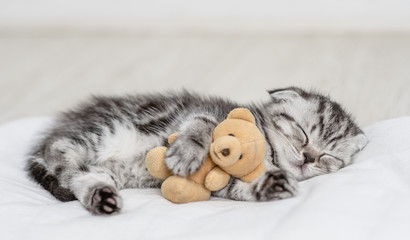 Baby kitten sleeping with toy bear on pillow at home