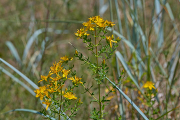 Tragopogon