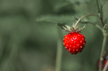 strawberry in the garden