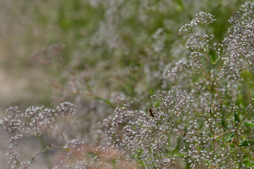 Common Baby's-breath