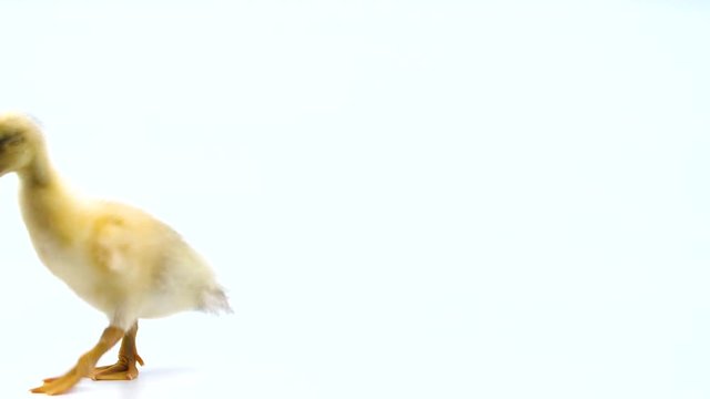 Cute yellow duckling walks across a white screen